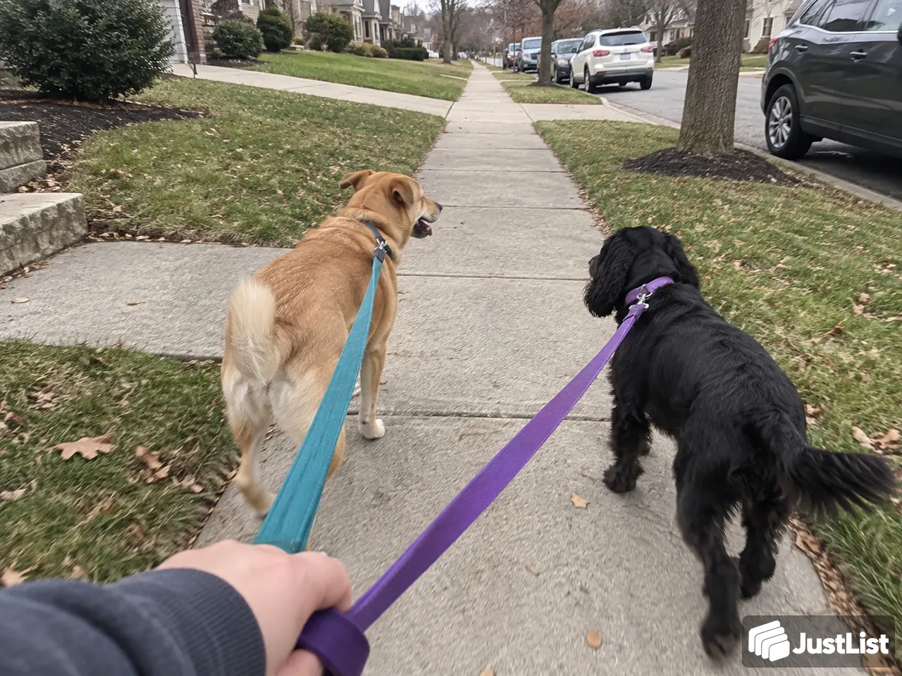 Dog Walking in Atlanta