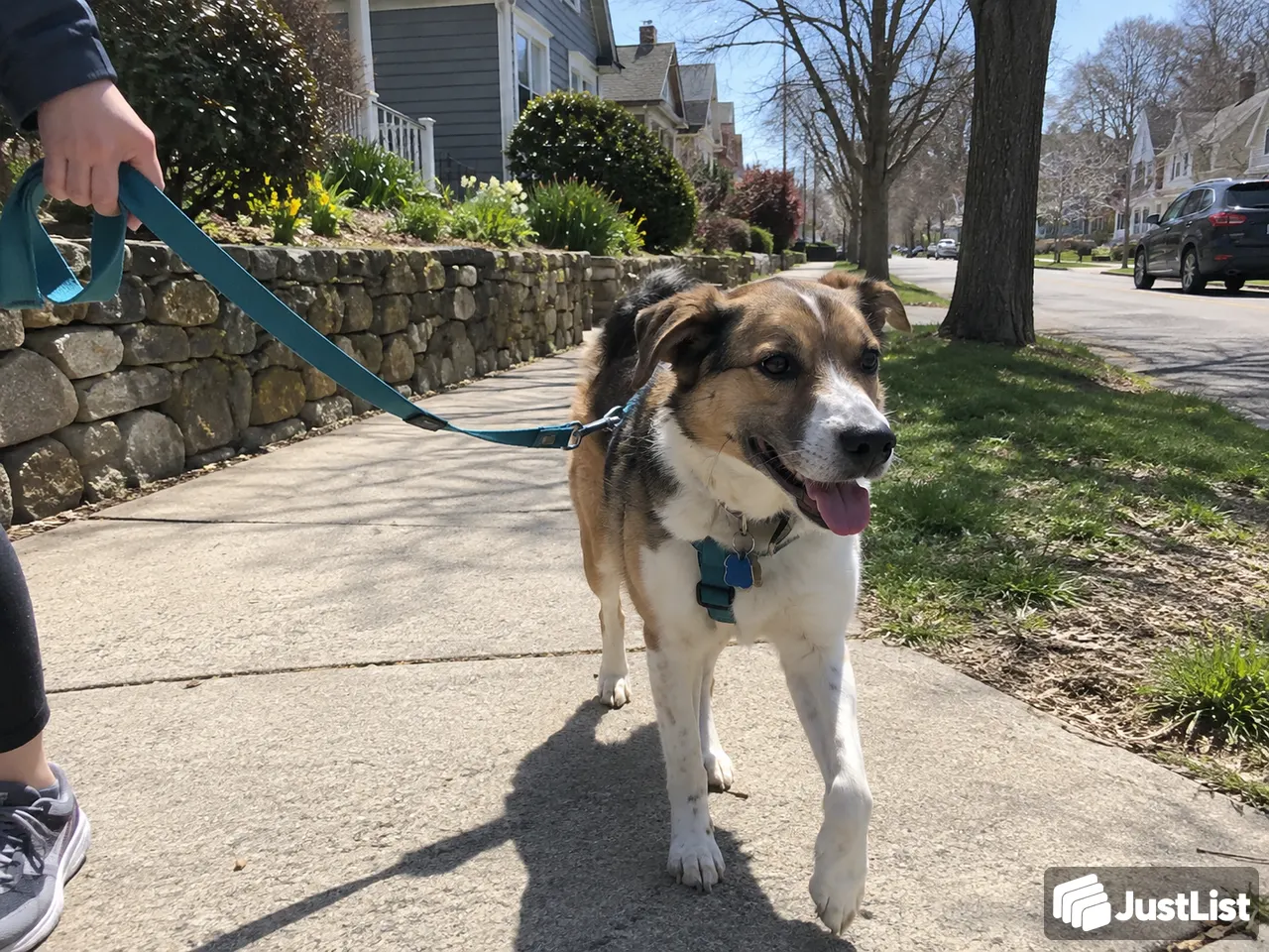 Dog Walking in Boston
