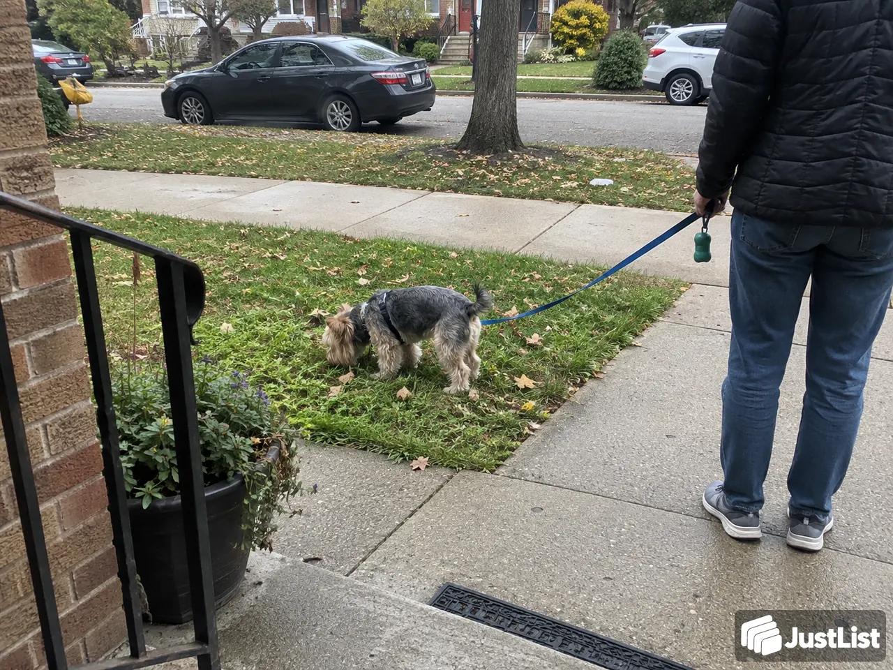 Dog Walking in Chicago