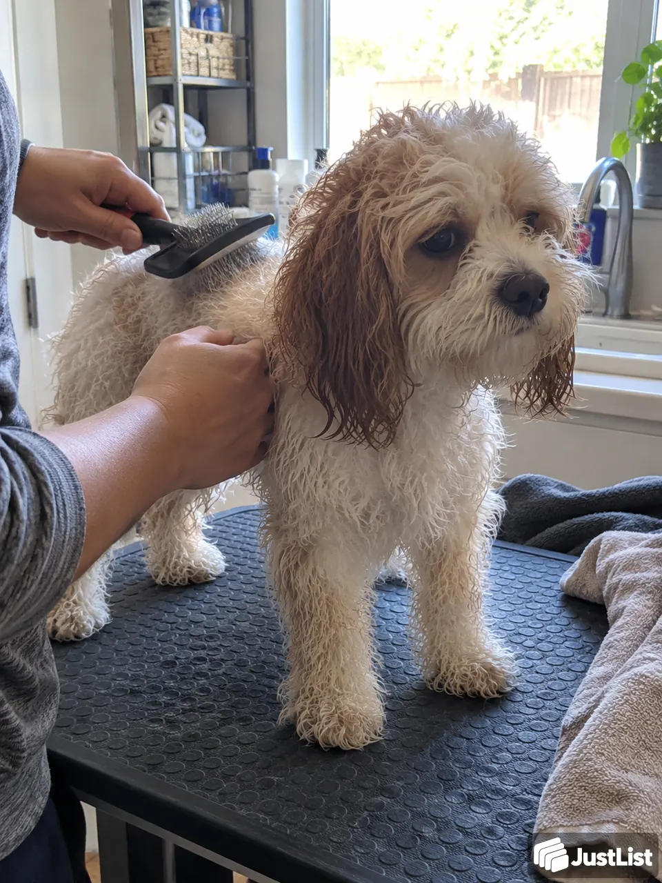 Pet Grooming in Orange County
