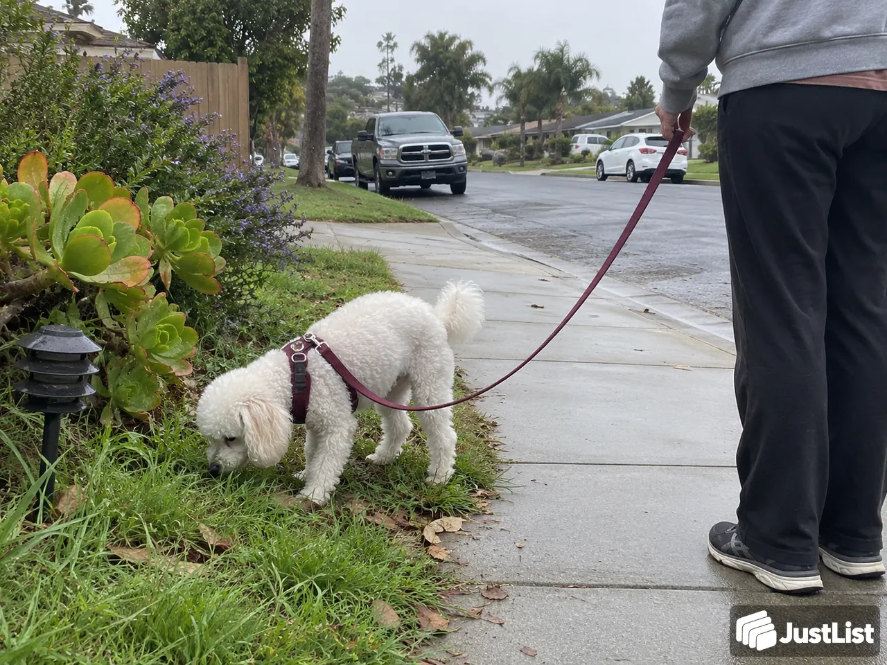 Dog Walking in San Diego