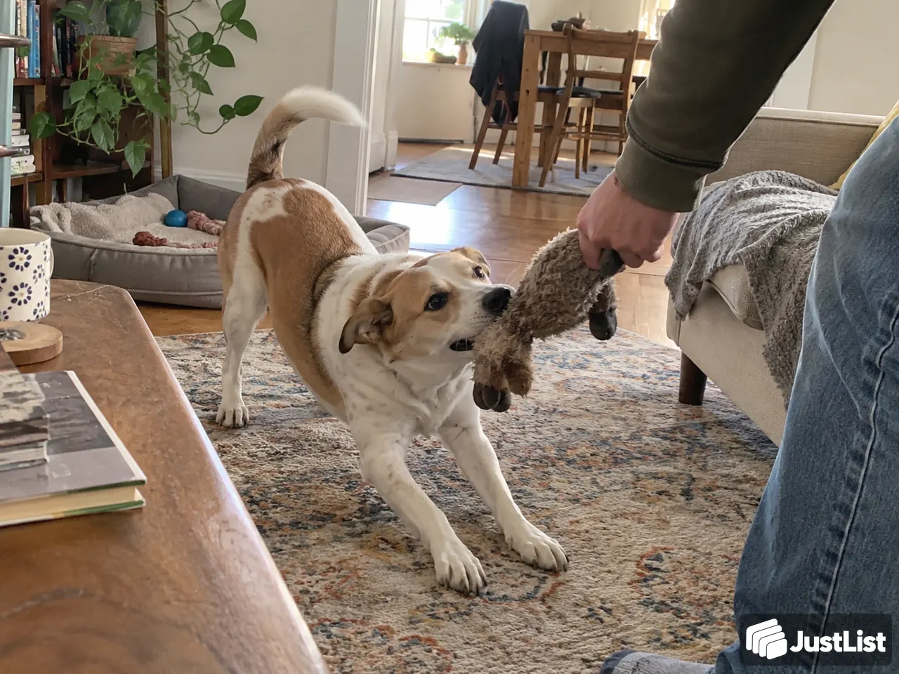 Pet Sitting in San Francisco Bay Area