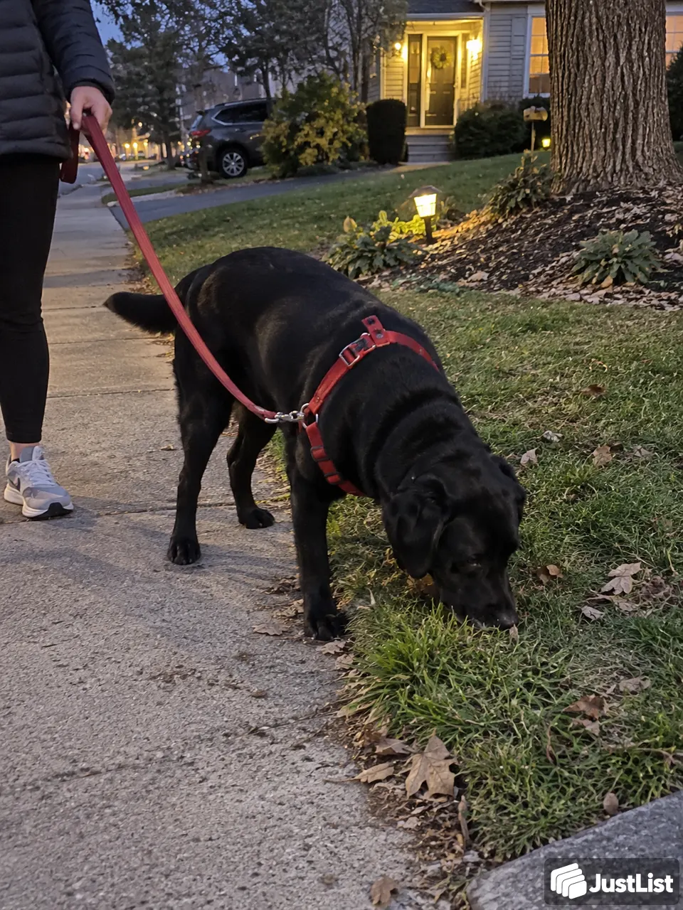 Dog Walking in Washington