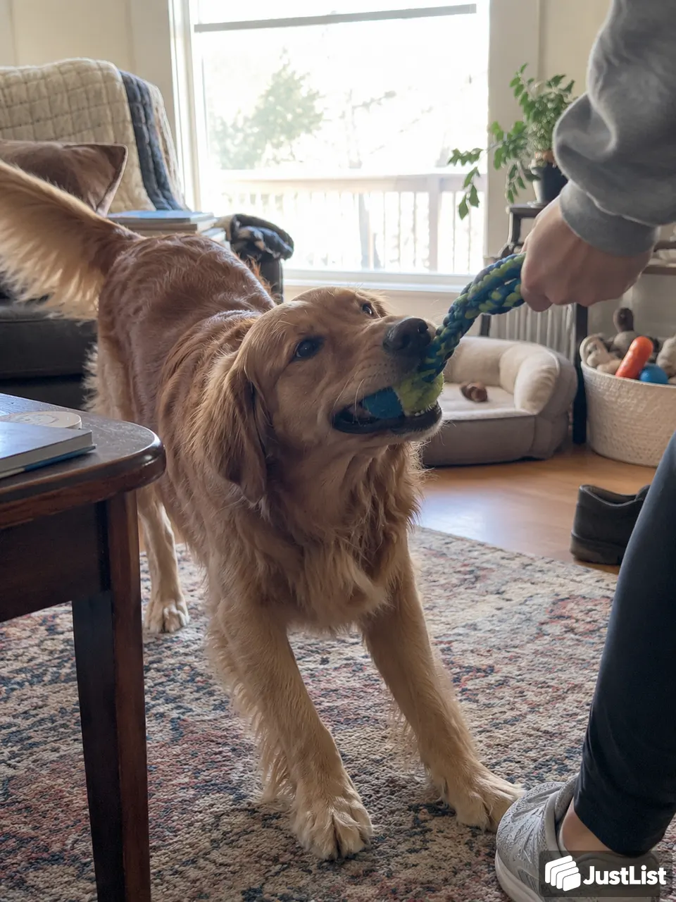 Home visits for cats and dogs