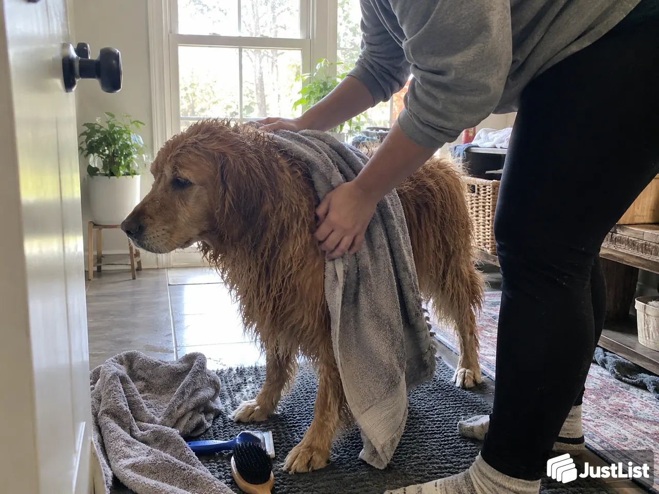 Wash the dog, keep the comfort