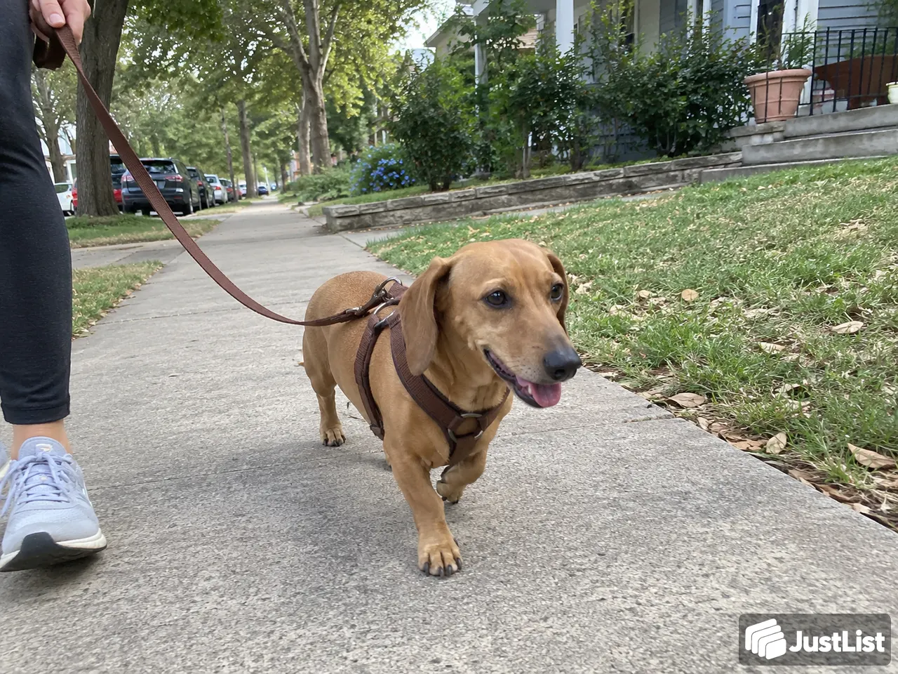 Neighborhood dog walks
