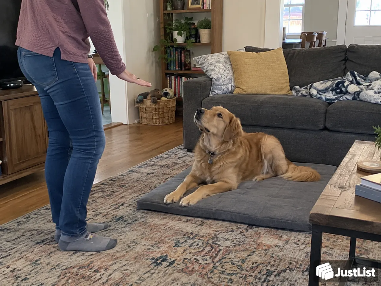 Austin: One-to-one dog practice with you involved