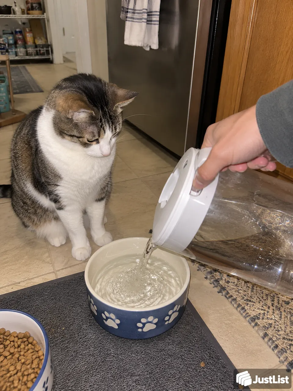 Boston: Keep the pets in their usual routine