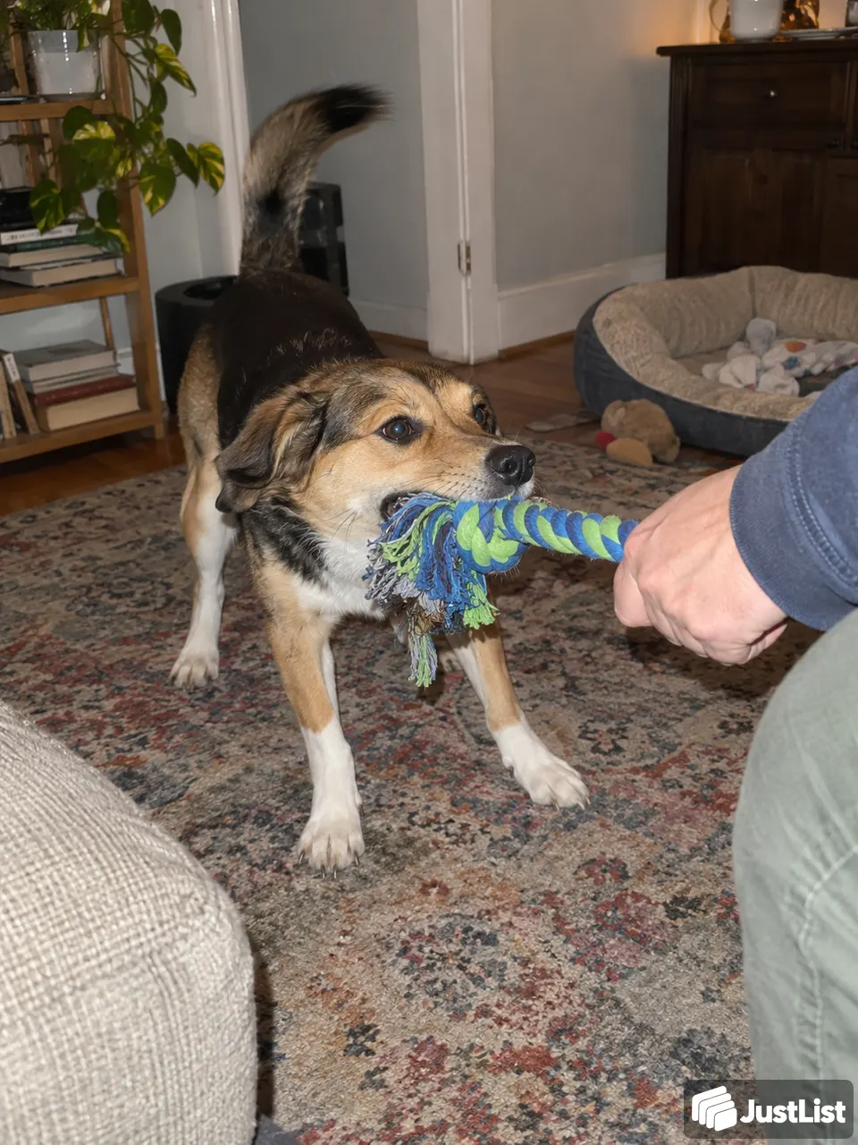 Keep the pets in their usual routine · Chicago