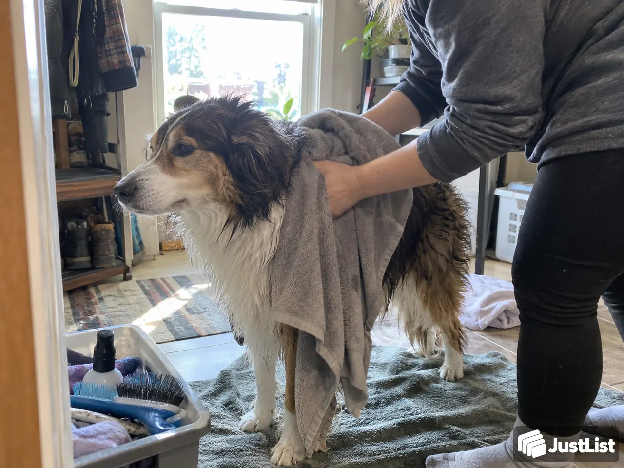 Bathing and basic grooming · Detroit Metro