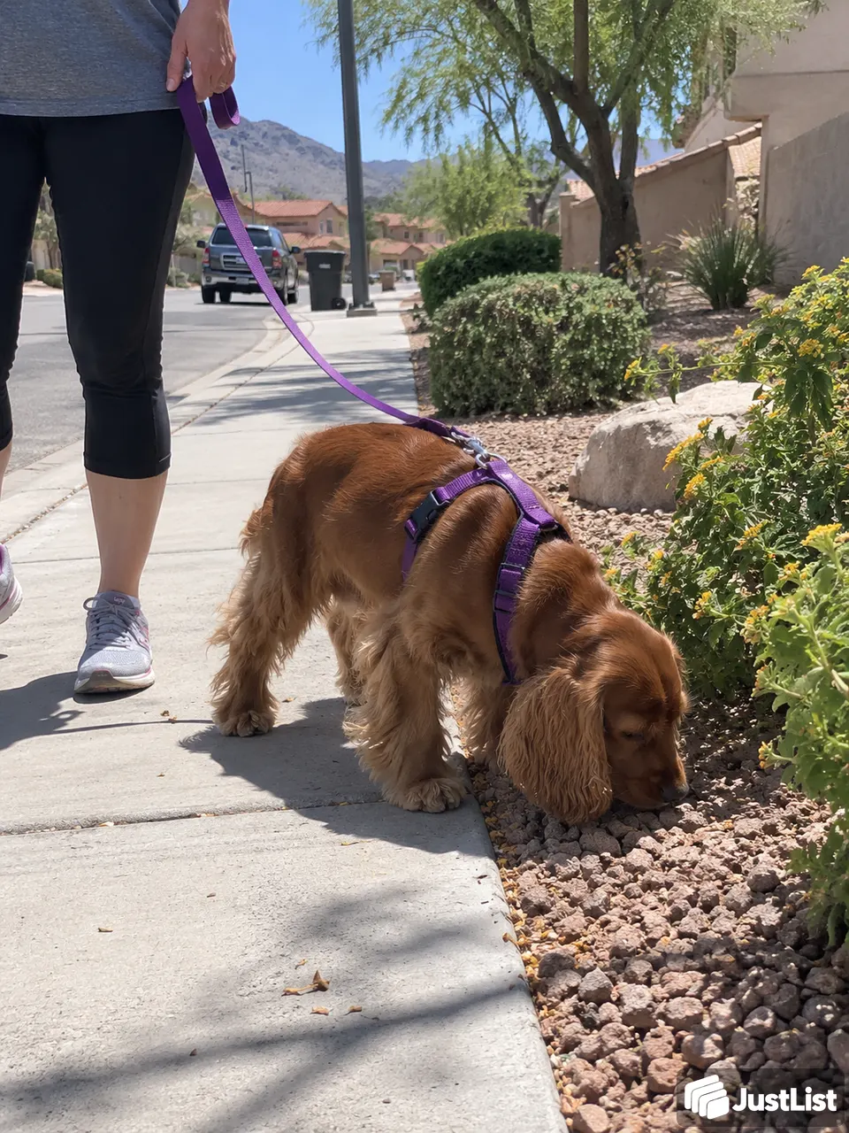 Short breaks or longer sniffing walks · Las Vegas