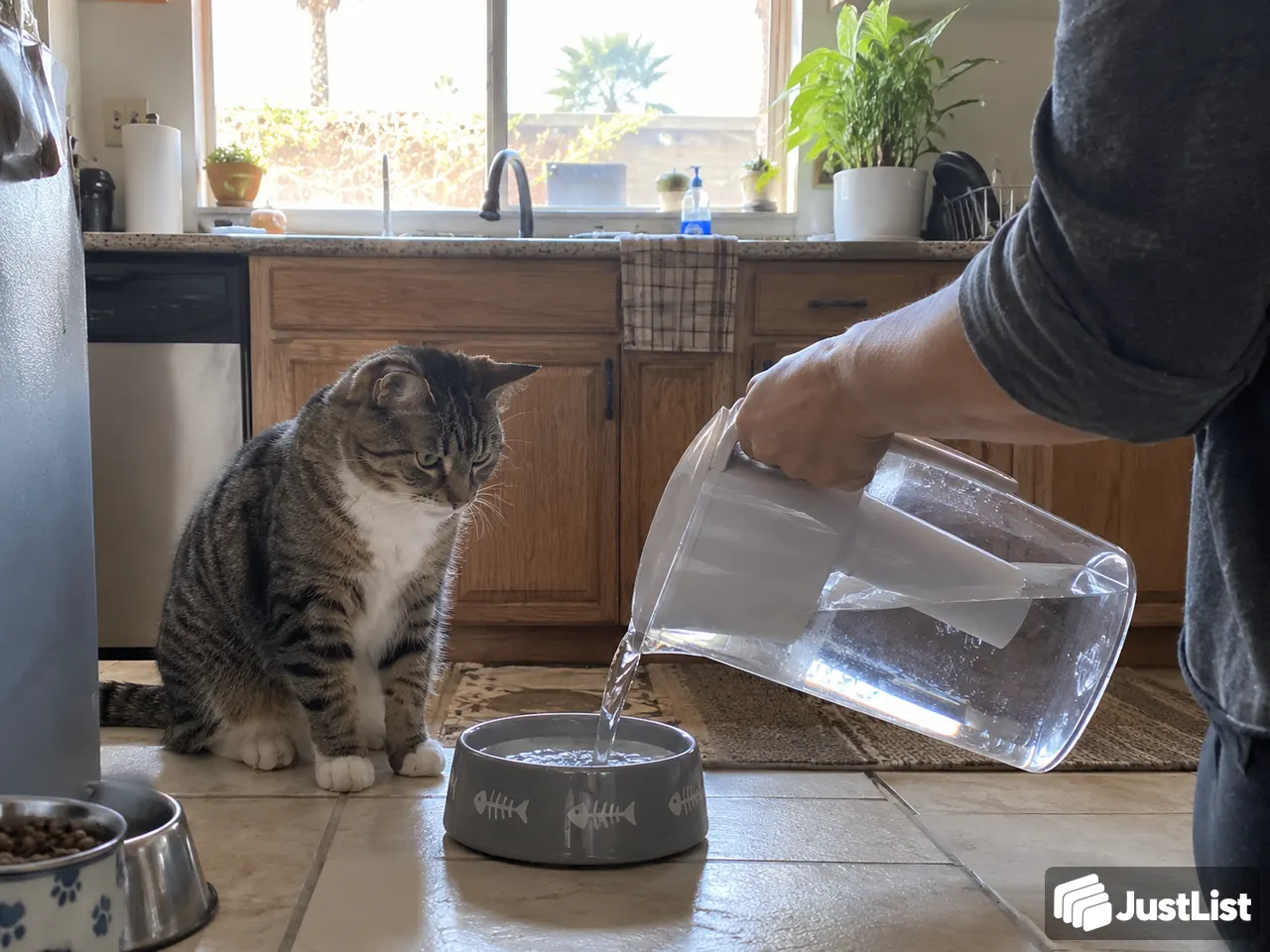 Home visits for cats and dogs