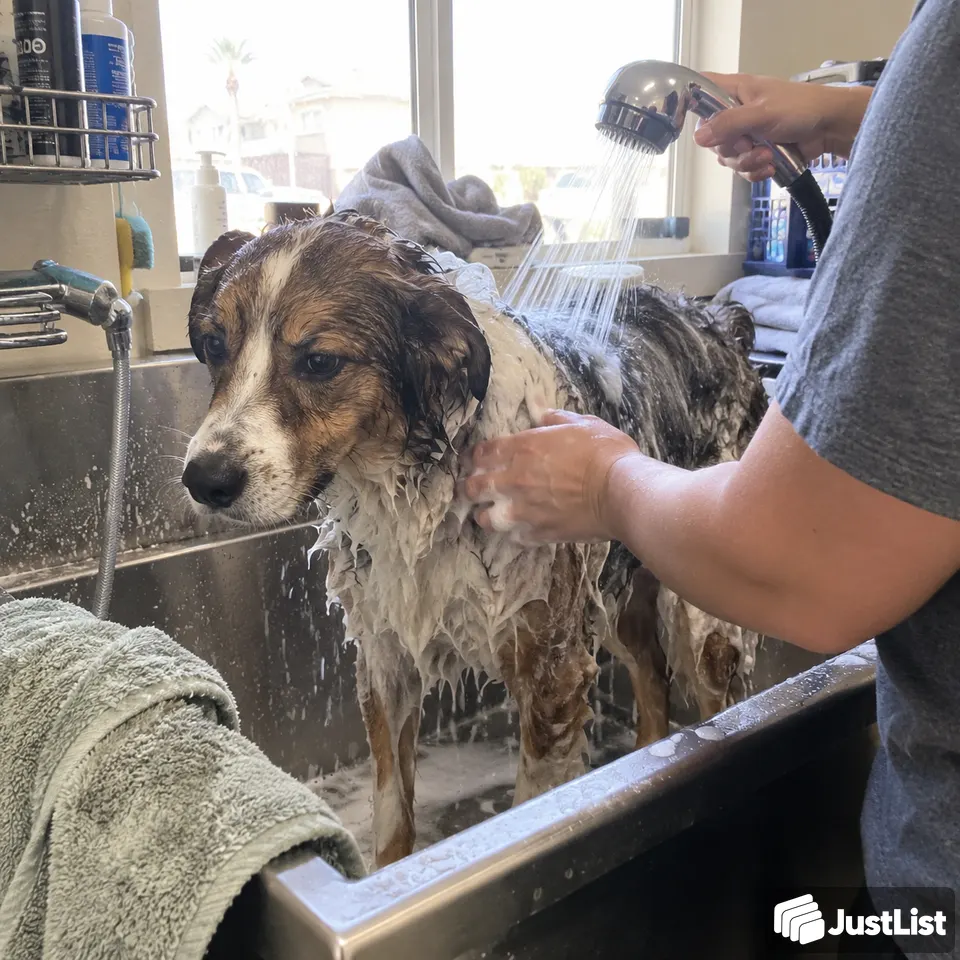 Bath, brush and a little coat tidy · Las Vegas