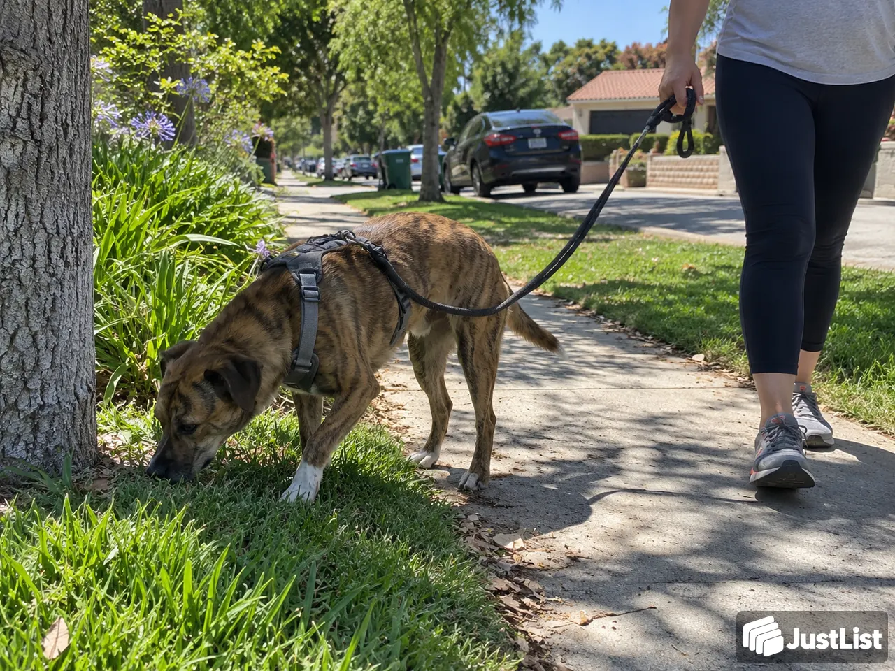 Short breaks or longer sniffing walks · Los Angeles