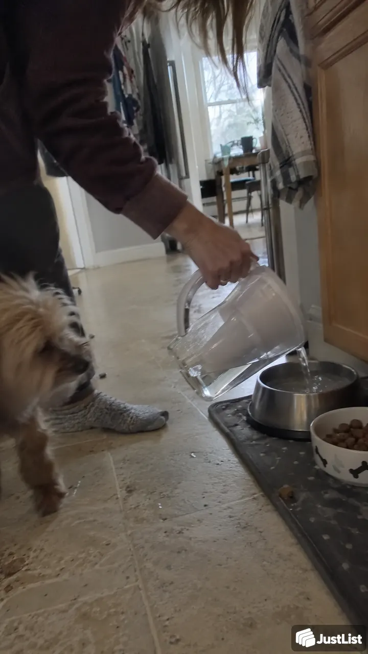 Minneapolis: Cat and dog drop-ins while you're away