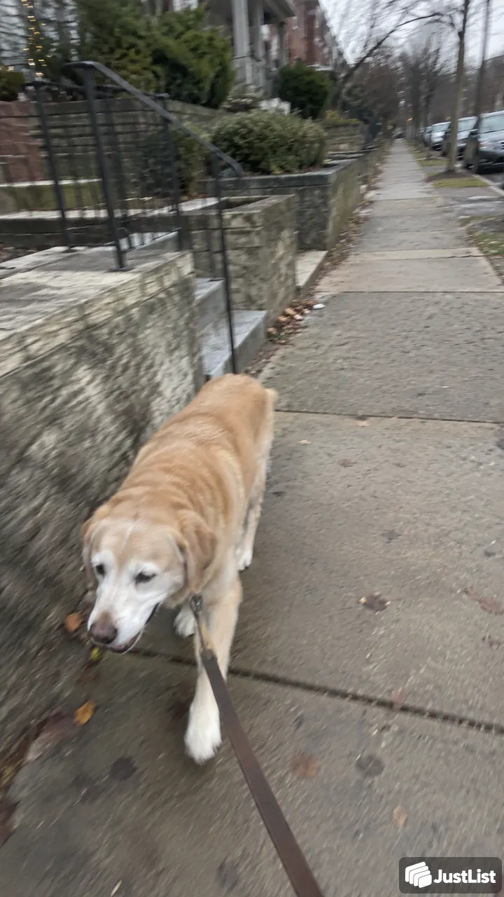Dog walking at your dog's pace