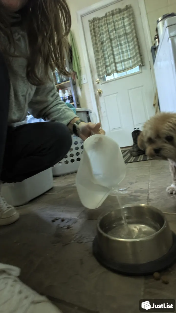 Home visits for cats and dogs