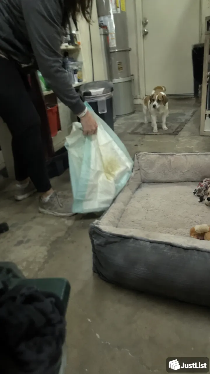 Feed, water, company — pet visits