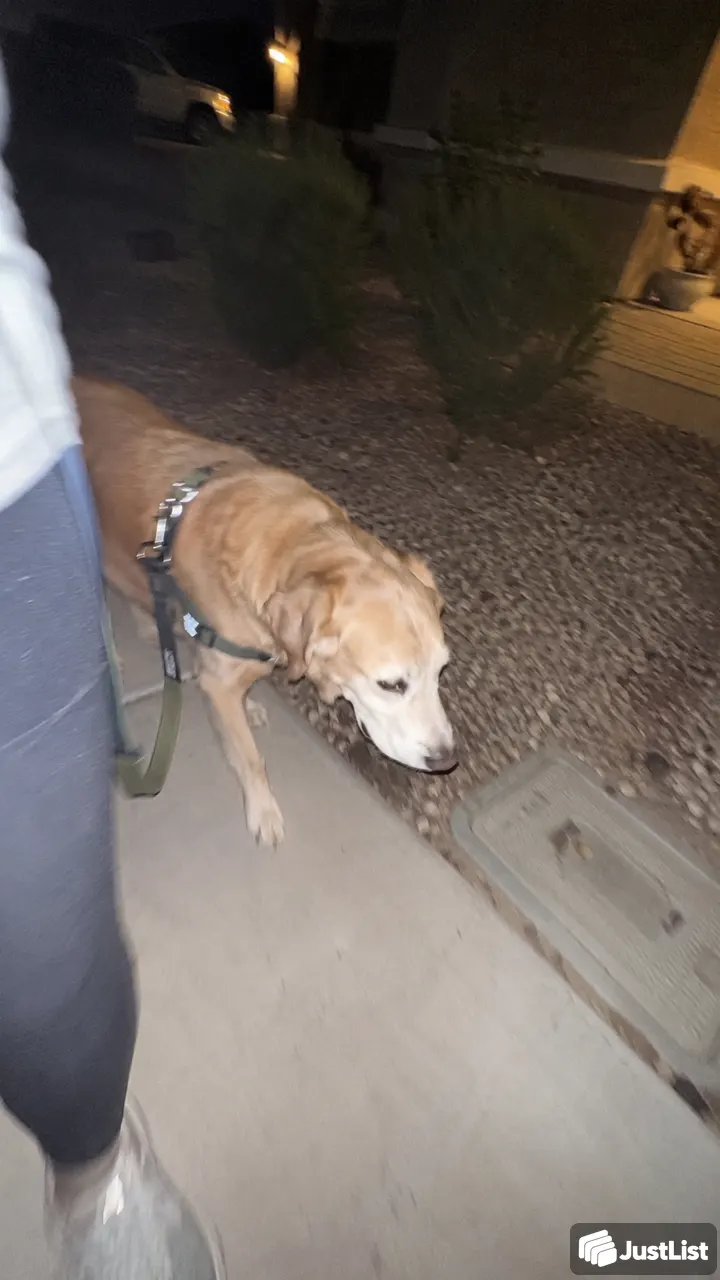 Phoenix: Loose-leash walks and everyday dog skills