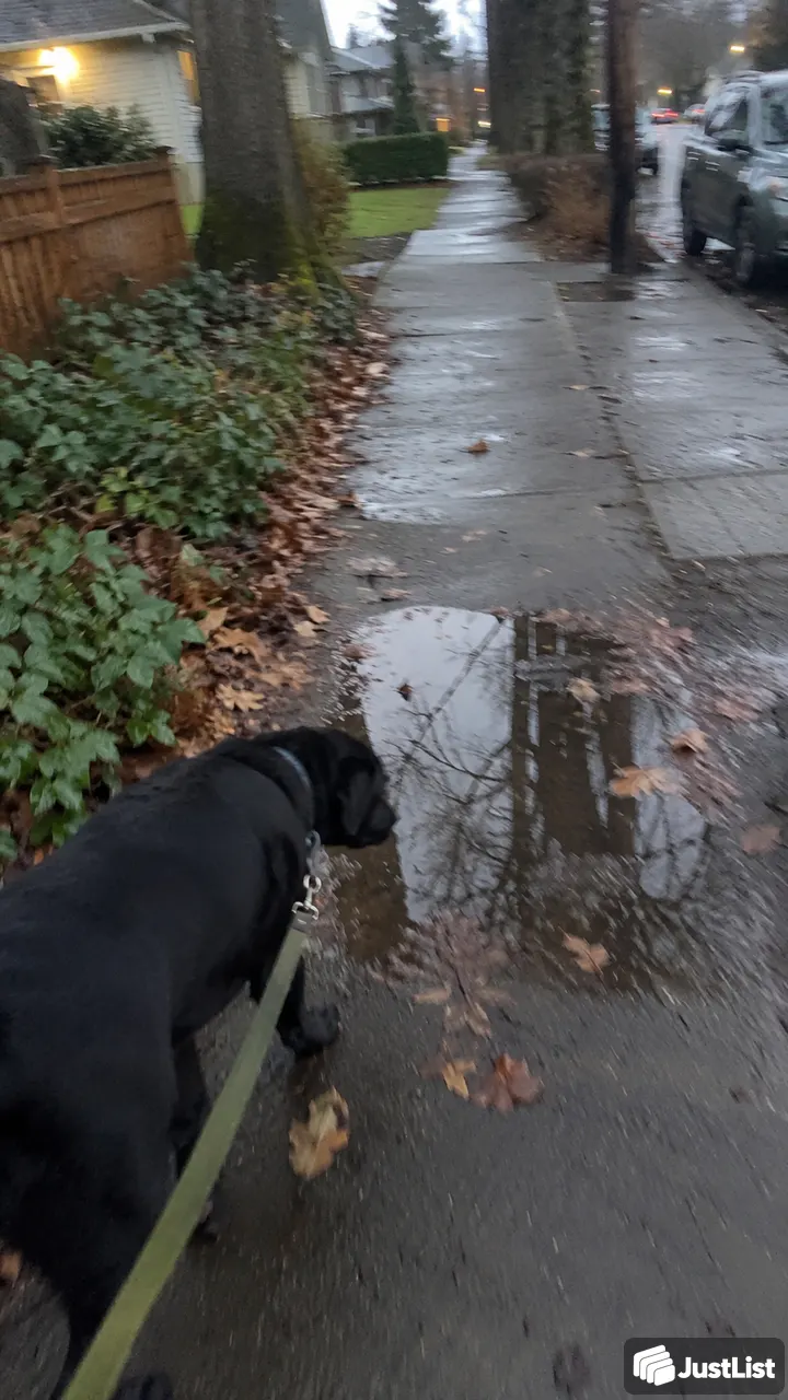 Short breaks or longer sniffing walks