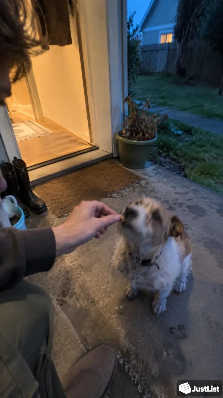 Portland: Work on a few dog-training basics