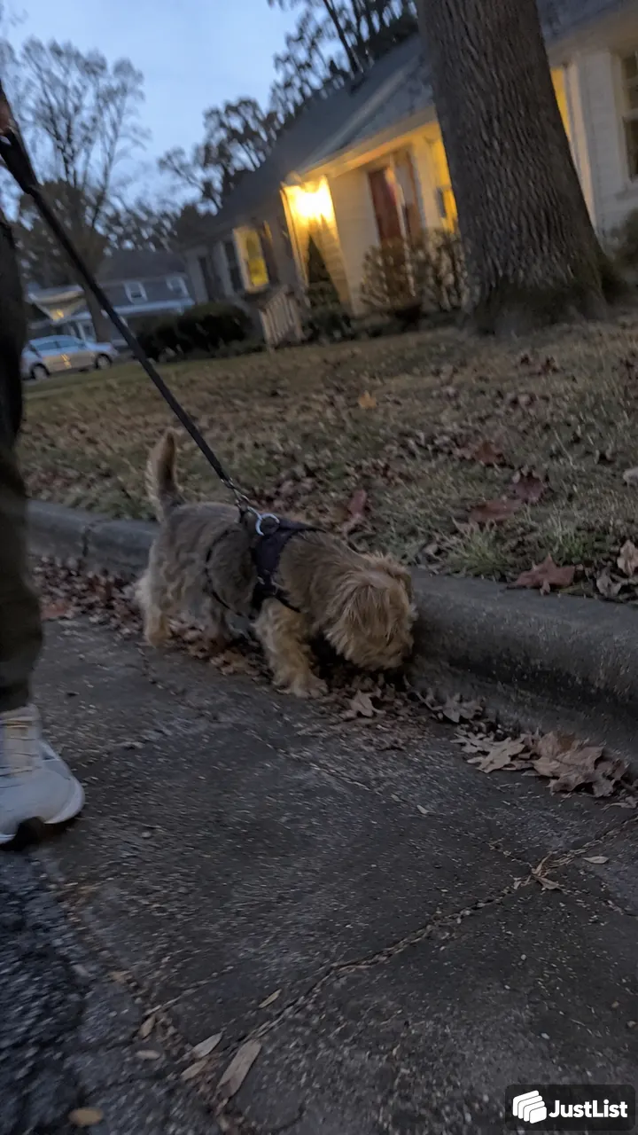 Raleigh: Neighborhood dog walks