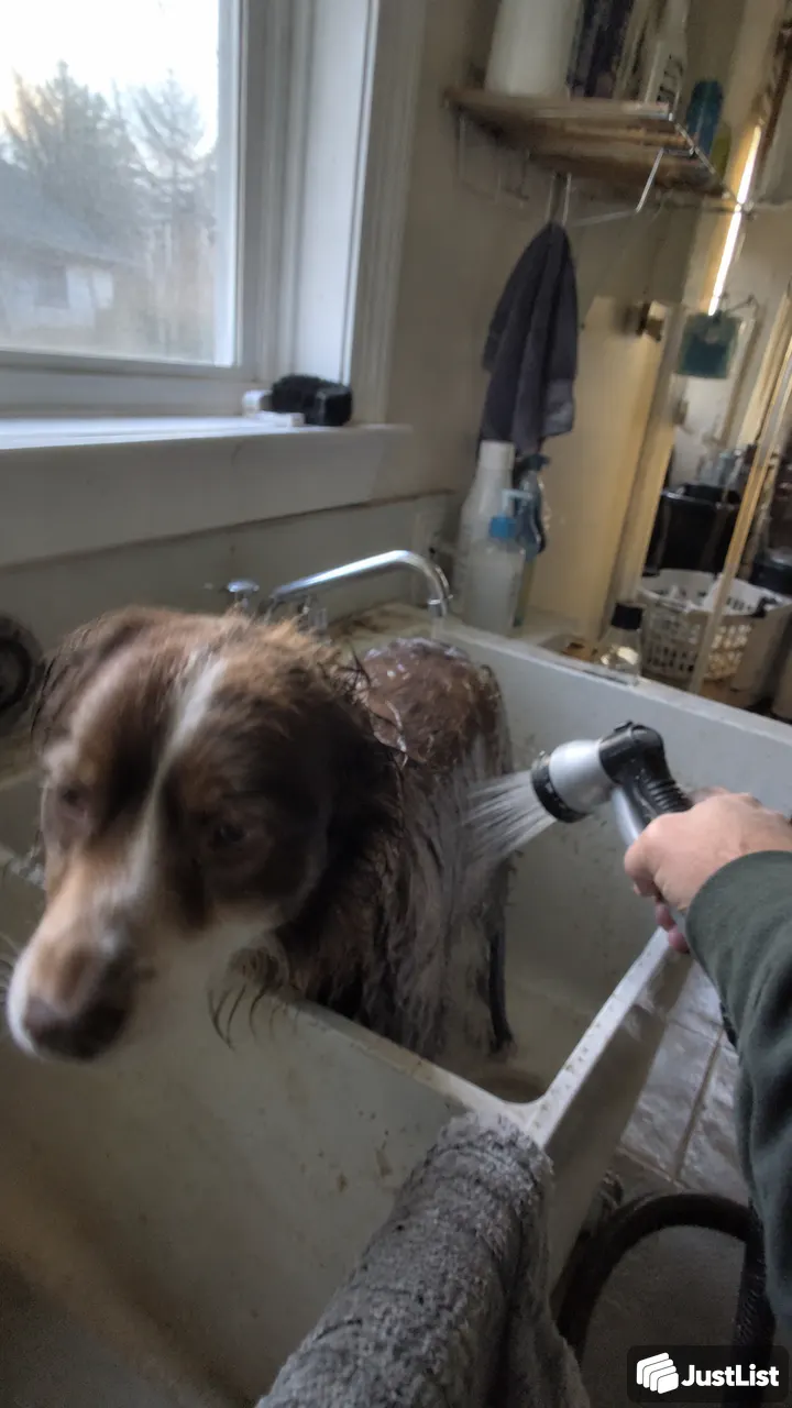Raleigh: Bath, brush and a little coat tidy