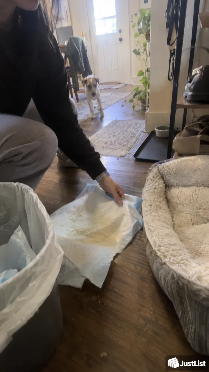 Cat and dog drop-ins while you're away