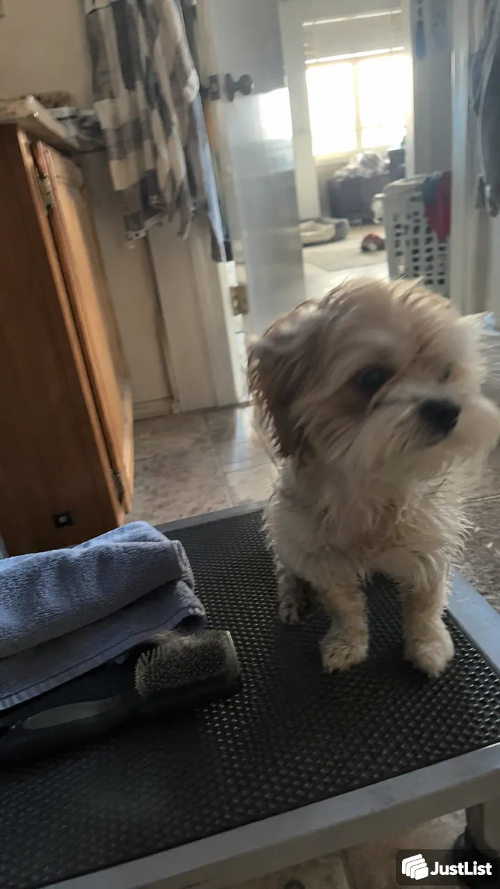Bath, brush and a little coat tidy · Sacramento