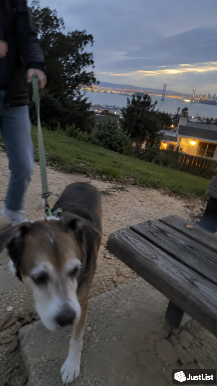 Dog walking at your dog's pace