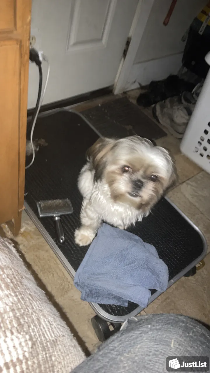 Wash the dog, keep the comfort