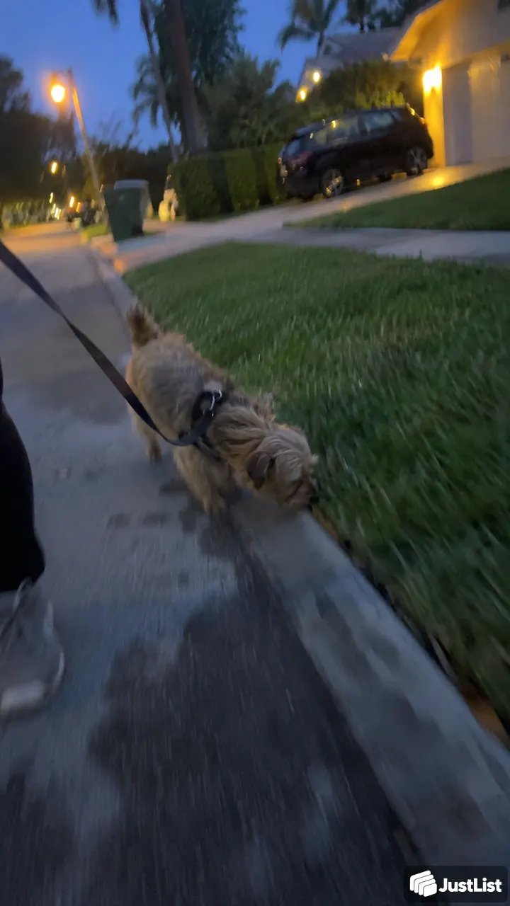 Short breaks or longer sniffing walks