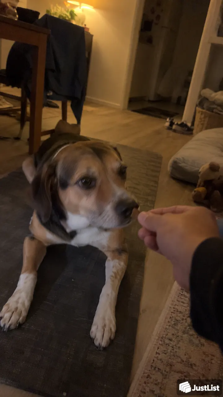 Work on a few dog-training basics