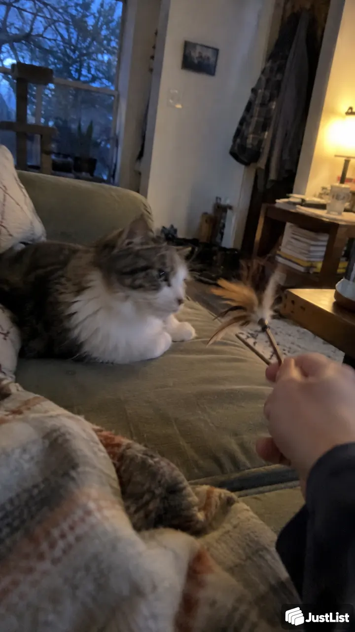 Cat and dog drop-ins while you're away