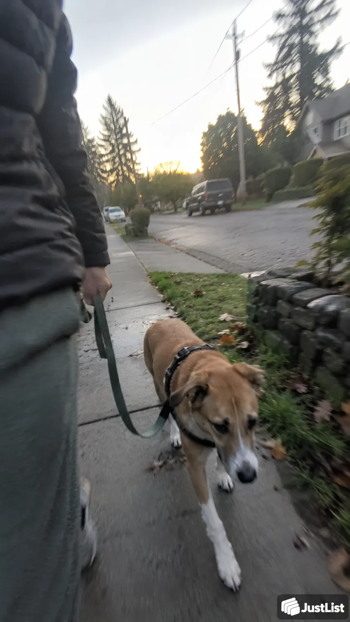 Washington: Work on a few dog-training basics